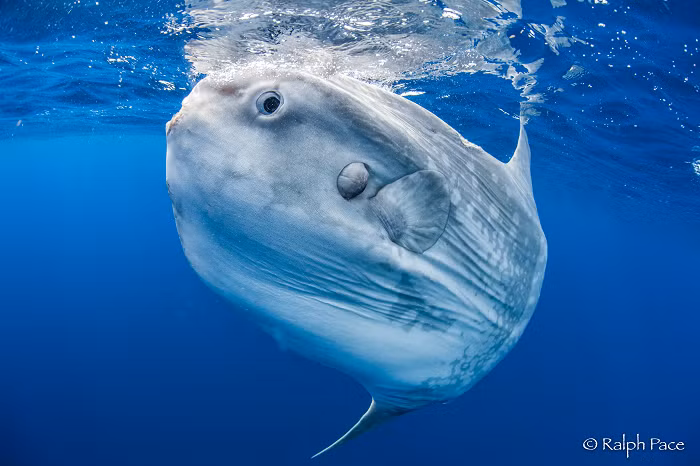 Các nhà nghiên cứu không rõ điều gì đã giết chết con cá khổng lồ này, nhưng họ thấy trên hộp sọ của nó có một vết lõm và nhiều vết sơn đỏ ở chỗ lõm đó. Có thể nó đã va chạm với một chiếc thuyền. Với khối lượng kỷ lục, con cá này là một trong những phát hiện kỳ thú của nhóm nghiên cứu.