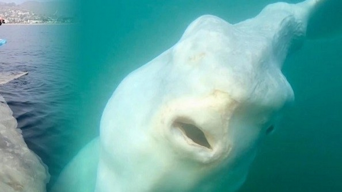 Dù thân hình to lớn (con đực trưởng thành có chiều dài cơ thể trung bình khoảng 3,5m; cân nặng trung bình khoảng 1,7 tấn) nhưng với cấu trúc cơ thể cụt ngủn nên cá mặt trời bơi yếu ớt; hầu hết thời gian, chúng chỉ để cho cả khối thân mình đồ sộ trôi tự do theo các dòng nước.