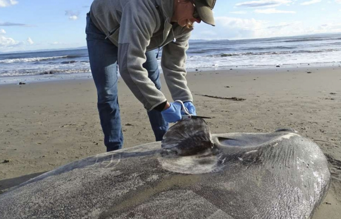 Hầu hết cuộc đời chúng sống cách xa đất liền. Cá mặt trời khi còn nhỏ cũng bơi bình thường như những loại cá khác, mãi cho đến khi trưởng thành, chúng mới bắt đầu "lười biếng" - chỉ thích trôi nghiêng theo các dòng hải lưu.