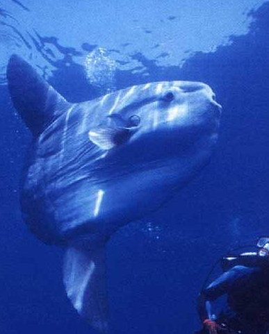 Những con trưởng thành thích trôi nghiêng một bên. Nhiều khi các dòng hải lưu đưa chúng từ vùng nhiệt đới sang hẳn vùng ôn đới.