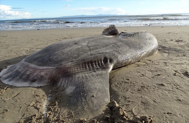 Vây lưng và vây hậu môn đều dài, cao và nằm gần cuối thân mình; vây ức thì nhỏ và tròn, vây đuôi chỉ là một dải hẹp, ít có tác dụng bơi lội. Da dày, nhám và dai, bên trên thân mình có màu xám hay nâu, bên dưới có màu nhạt hơn.