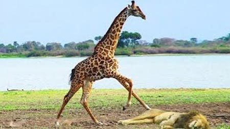 Nhiều người có lẽ sẽ bất ngờ khi hươu cao cổ nằm trong danh sách này, Tuy nhiên, trong trường hợp bị tấn công, một con hươu cao cổ có thể hạ gục sư tử bằng một cú đá với lực tương đương với trọng lượng cơ thể của nó.