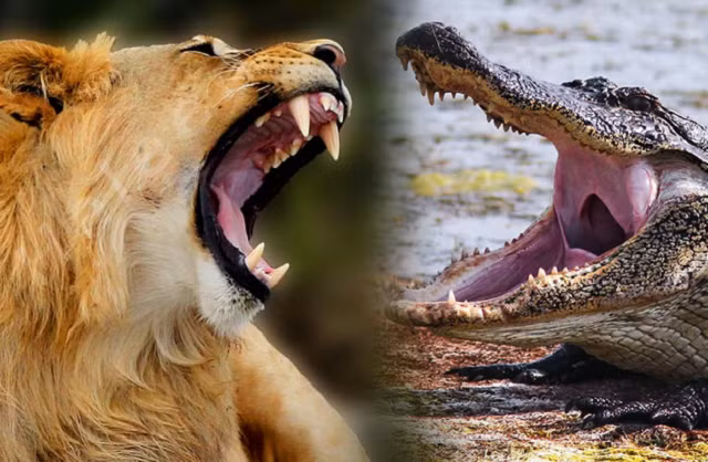 Với lực cắn tương đương nhau như vậy, cá sâu là đối thủ đáng gờm của sư tử, thậm chí có thể gây nguy hiểm thực sự cho sư tử.