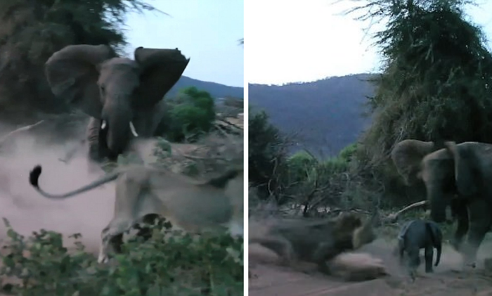 Là loài động vật có vú trên cạn lớn nhất còn tồn tại trên hành tinh của chúng ta. Những chiếc ngà, vòi và cơ thể to lớn của voi đồng cỏ Châu Phi là mối đe dọa đáng gờm đối với cả bầy sư tử.