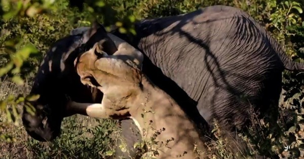 Sư tử có thể dễ dàng chết khi đối mặt với một con voi trưởng thành, và nếu có thể bỏ chạy sau cuộc tấn công của voi thì sư tử cũng mau chóng bỏ mạng vì những thương tích nặng.