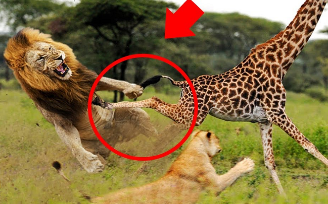 Trên thực tế, đã có những trường hợp ghi nhận hươu cao cổ giết chết sư tử trong khi bị chúng săn đuổi. 