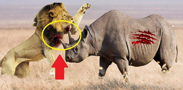 Nhưng khi mùa khô hạn đến và nguồn thức ăn trở nên khan hiếm, một vài đàn sư tử sẽ chọn tê giác làm con mồi hoặc những con sư tử đực mới lớn, chưa nhiều kinh nghiệm cũng muốn thử liều mình và nhận về cái chết không nằm ngoài dự đoán.