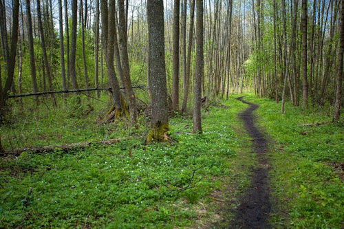 Tiến sĩ Joanna Wawrzeniek từ IA UKSW nói với PAP rằng những người ở thời tiền sử và thời Trung Cổ sinh sống trong khu vực chủ yếu trên các khu rừng thấp, gần sông hoặc suối, nên để lại di tích của những khu định cư lâu dài hoặc tạm thời giữa rừng Białowieża.