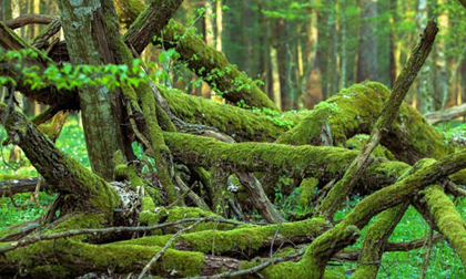 Các nhà nghiên cứu sẽ lập kế hoạch để tìm hiểu sâu hơn về từng "bóng ma" trong rừng Białowieża, nhưng chắc chắn đó sẽ là một hành trình lâu dài.