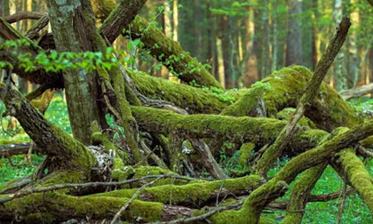 Các nhà nghiên cứu sẽ lập kế hoạch để tìm hiểu sâu hơn về từng "bóng ma" trong rừng Białowieża, nhưng chắc chắn đó sẽ là một hành trình lâu dài.