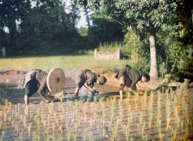 Văn hóa trồng lúa nước.