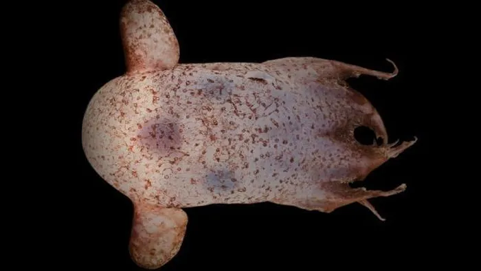  6. Bạch tuộc Dumbo: Là một trong những sinh vật kỳ quái bậc nhất được tìm thấy dưới đáy biển sâu, bạch tuộc Dumbo đáng yêu vỗ vây giống như tai voi hư cấu để nổi trên mặt nước. 