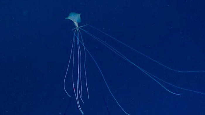  7. Mực ngoài hành tinh: Đây là loài mực vây lớn quý hiếm (thuộc chi Mangapinna) với những chiếc vây khổng lồ, óng ánh và những chiếc xúc tu có phần uốn cong như khuỷu tay. Cho đến nay, chỉ có chưa đến 20 trường hợp nhìn thấy loài mực này được xác nhận kể từ khi nó được phát hiện lần đầu tiên vào năm 1998. 