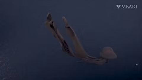  9. Sứa ma khổng lồ: Mặc dù hiếm khi được phát hiện, nhưng loài sứa này đã được tìm thấy ở đáy sâu của mọi đại dương trên thế giới, ngoại trừ Bắc Băng Dương. 