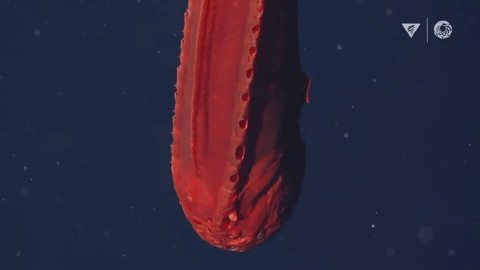  3. Cá voi biến đổi hình dạng: Loài cá này thuộc bộ Cetomimiformes, là 1 trong tổng số 18 lần hiếm hoi các nhà khoa học của Viện nghiên cứu bắt gặp loài này trong suốt 34 năm thám hiểm dưới đáy biển sâu. 