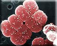 Điều này có nghĩa nếu Sao Hỏa - hành tinh được sinh ra như người anh em song sinh hoàn hảo của Trái Đất - cũng tồn tại một phiên bản song sinh của Conan, rất có thể chúng vẫn bò đâu đó dưới bề mặt.