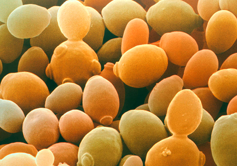 Chưa kể, chúng - dưới dạng khô và đông lạnh - bị bắn phá bằng tia gamma và proton để mô phỏng bức xạ vũ trụ, với mức độ đủ gây rối đối với các khối cấu tạo cơ bản của sự sống là axit amin.