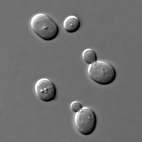 6 sinh vật "ngoại hạng" này bao gồm vi khuẩn Deinococcus radiodurans và nấm men Saccharomyces cerevisiae - đầu tiên phải chứng minh bản thân đủ sức sống khỏe trong môi trường… Sao Hỏa với nhiệt độ -80 độ C, gần như không có nước.
