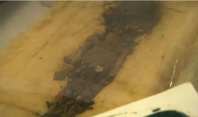  2. Hai xác ướp thai nhỉ trong lăng mộ: Qua chú tâm vào xác ướp của bị vua trẻ nên có thể ít ai biết rằng trong lăng mộ còn có 2 xác ướp thai nhi. Phân tích ADN của 2 thi thể cho thấy, cả hai đều là con gái của Tutankhamun.