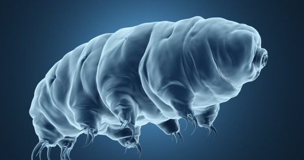 Giống như các loài Tardigrades sông băng khác từng được tìm thấy ở Nam Cực hay Bắc Cực, chúng thể hiện màu sắc kỳ lạ với một chi sẫm màu, chi còn lại dường như bị thiếu sắc tố.