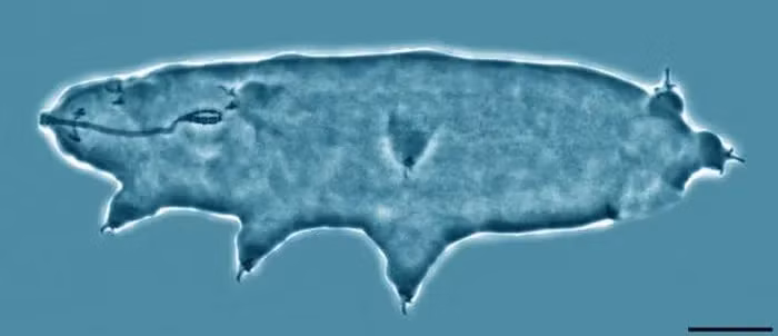 Tardigrades hay "bọ gấu nước" từ lâu đã chứng minh bản chất của những " quái vật bất tử" khi có thể sống sót ở những điều kiện cực đoan mà không sinh vật Trái Đất nào khác tồn tại nổi.