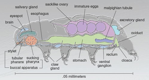 Chi Tardigrades Nam Alps đầu tiên được đặt tên là Kopakaius, mang hình thái đặc biệt và độc đáo; trong khi chi thứ hai được đặt tên là Kararehius, có liên quan đến chi Adropion phong phú.