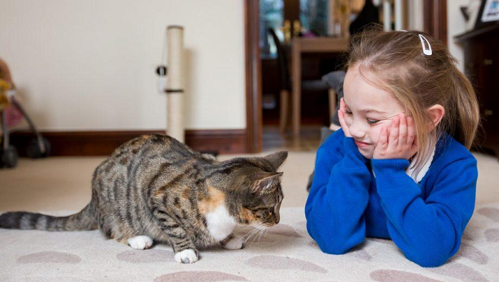 Các nhà khoa học giải thích rằng những người nuôi chó có xu hướng dắt con vật cưng đi dạo và trở nên cởi mở hơn. Còn người nuôi mèo thường sống nội tâm hơn, thường ở nhà và đọc sách trong khi vuốt ve con mèo. Và chính sự khác biệt này dẫn đến khả năng trí thông minh của họ cao hơn người nuôi chó.