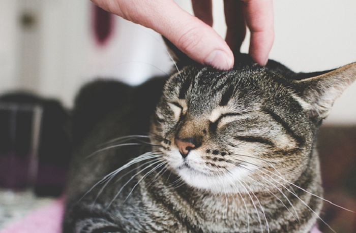  3. Nuôi mèo: Những người nuôi chó đã được nghiên cứu và được kết luận là dễ gần, cởi mở hơn so với những người nuôi mèo. Tuy nhiên, khi được kiểm tra về trí tuệ, người nuôi mèo thường làm tốt hơn.