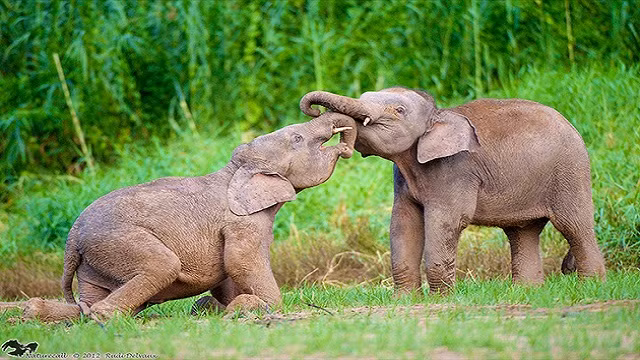 Loài này là tổ tiên của hầu hết các loài voi lùn sau này được khai quật ở vùng Địa Trung Hải. 