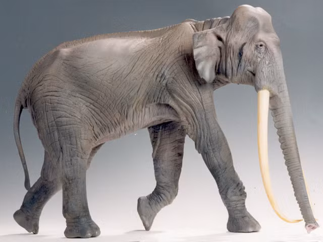 Tuy vĩ đại như vậy, nhưng chiếc ngà khổng lồ đang được các nhà cổ sinh vật học "nâng như trứng mỏng" bởi có thể gặp phải hiện tượng như "bốc hơi về trời" trong truyện cổ tích: Nguyên vẹn trong hàng trăm ngàn năm, nhưng chỉ cần tiếp xúc với ánh sáng và không khí lần nữa là phân hủy ngay. 
