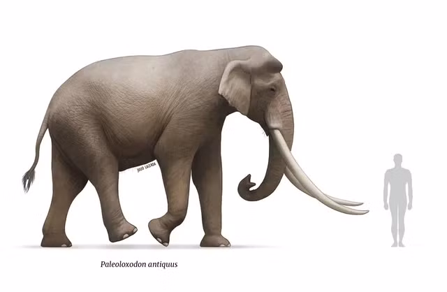 Loài voi ngà thẳng có lẽ sống thành từng đàn nhỏ, sinh sôi rất mạnh trong thời kỳ gian băng và có phạm vi sống lan sang cả đảo Anh.