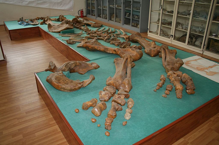 Mẫu vật đào được có niên đại 500.000 năm và là chiếc ngà hóa thạch hoàn chỉnh lớn nhất được khai quật tại Israel và cả vùng Cận Đông. 