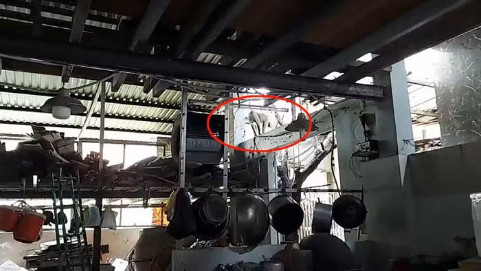 Theo bà Nguyễn Thị Quý (59 tuổi, em vợ ông Định), con khỉ xuất hiện ở nhà bà khoảng 10 ngày nay, tỏ ra rất hiếu động.