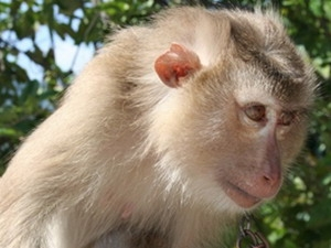 Khỉ đuôi lợn là động vật nguy cấp quý hiếm, xếp trong nhóm IIB, Nghị định 06/2019/NĐ-CP và Nghị định 84/2021/NĐ-CP của Chính phủ về quản lý thực vật rừng, động vật rừng nguy cấp, quý, hiếm và thực thi Công ước về buôn bán quốc tế các loài động vật, thực vật hoang dã nguy cấp.