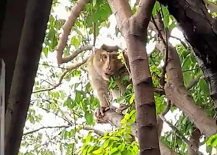 “Nó đập bể ly chén, lư hương ở ban thờ rồi gõ cửa kiếng trên lầu như gọi tôi. Tôi hay xin chuối cho nó ăn” – bà Quý kể và cho biết xung quanh không có gia đình nuôi khỉ, đã có thông báo nhưng không có ai nhận.
