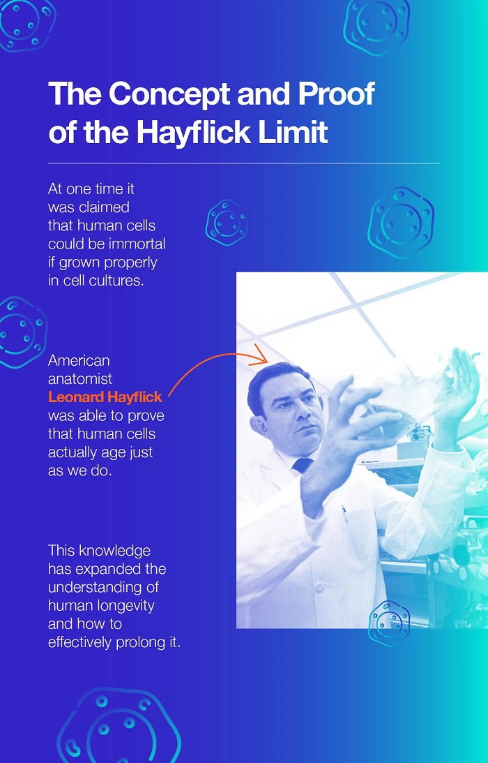 Khi so sánh tương quan với tuổi của một người, khi tế bào phân chia đến lần thứ 60, điều đó sẽ đồng nghĩa với việc người đó đang ở độ tuổi 125 và do đó, nếu trong gene của họ có chưa telomere dài hơn thì họ sẽ có tuổi thọ lý thuyết cao hơn.