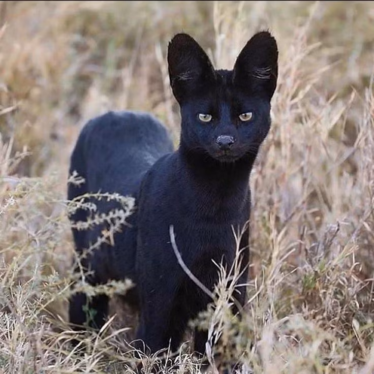 2. Melanistic serval: Có thể bạn chưa từng nghe thấy tên loài động vật này. Chúng là một loài mèo hoang dã cực kỳ hiếm, chúng có nguồn gốc từ Châu Phi. Nó bắt nguồn từ tên gọi của nó là melanistic, một đột biến gen khiến nó có sắc tố sẫm màu khi so sánh với các đồng loại của nó.