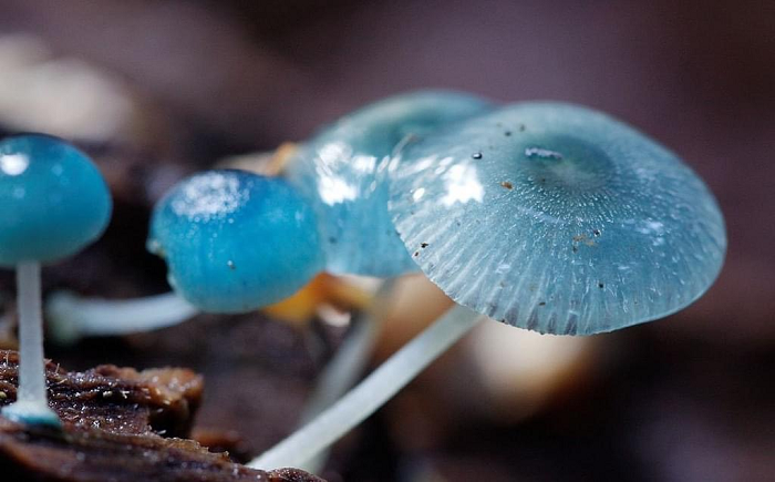 Đặc điểm của loài thực vật độc nhất vô nhị này là có hình bào tử màu trắng, nắp hình nón hoặc hình chuông nhỏ và thân hình mỏng manh. Hầu hết chúng đều có màu xám hoặc nâu, nhưng một số loài có màu sắc tươi sáng hơn.