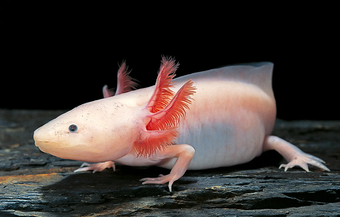 Điều thú vị là dù có tên là cá đi bộ nhưng chúng không phải là cá mà thuộc lớp bò sát. Axolotl gây chú ý với đầu bè rộng và đôi mắt không mí. Chúng có các chi nhưng không phát triển. Các chi của chúng là những ngón dài mảnh.