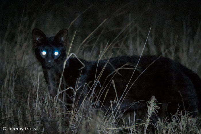 Theo các nhà sinh vật học, loại đột biến di truyền này là rất hiếm trong số các loài động vật khiến nó trở nên độc nhất vô nhị. Không có nhiều thông tin về loài khó nắm bắt này.