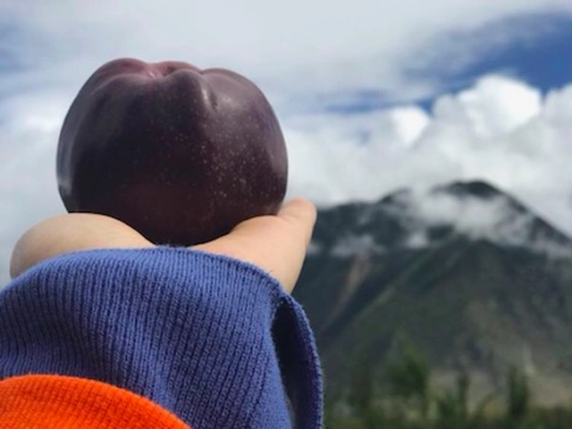 Táo Black Diamond là giống táo quý hiếm thuộc họ Hoa Nâu. Những quả táo có vỏ màu tím sẫm độc đáo và màu sắc được cho là do địa lý bản địa của chúng.