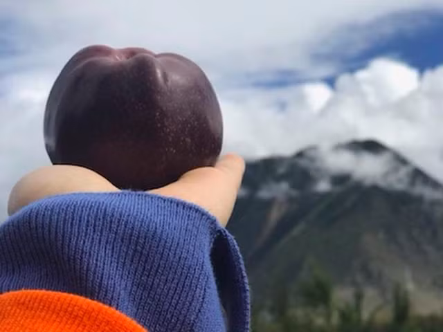 Táo Black Diamond là giống táo quý hiếm thuộc họ Hoa Nâu. Những quả táo có vỏ màu tím sẫm độc đáo và màu sắc được cho là do địa lý bản địa của chúng.