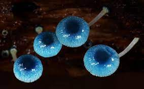 Chúng đều có đầu trong suốt và có vân, hiếm khi có biên độ phát sinh. Một số loài như Mycena haematopus, tiết ra mủ khi thân của chúng bị gãy, và nhiều nhóm có mùi như khí Clo.