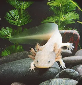 Cá đi bộ Mexico có một khả năng đặc biệt là chúng có thể mọc lại các chi sau khi bị đứt lìa. Thêm nữa, Axolotl thường nuốt những viên sỏi nhỏ để duy trì khả năng nổi trên mặt nước.