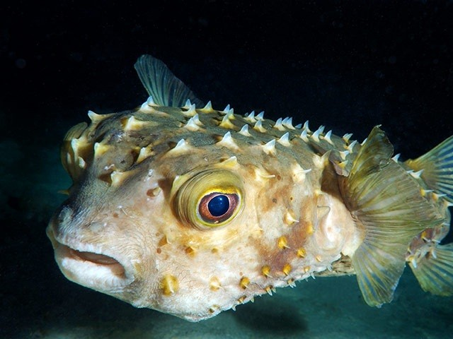  5. Cá nóc hòm: Chúng ta có thể tìm thấy loài cá nóc hòm ở hầu như tất cả vùng biển sâu trên thế giới. Chúng có tên như vậy vì phần đầu của chúng có hình vuông giống như hòm người chết. Điều khiến loài cá này trở lên đặc biệt là chúng thường “đi bộ” dưới đáy biển nhờ những chiếc vây ở phía dưới thân mình.