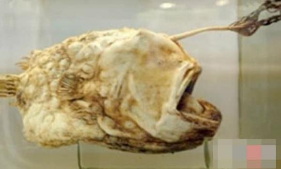  10. Cá bóng đá: Mẫu vật ban đầu, được tìm thấy vào năm 1833 sau khi dạt vào bờ biển ở Greenland, dài 22 inch và vẫn là mẫu vật lớn nhất từng được ghi nhận. Vì những con đực ký sinh chưa bao giờ được tìm thấy ở loài này, các nhà sinh vật học tin rằng chúng được thụ tinh bởi những người bạn tình bơi tự do.