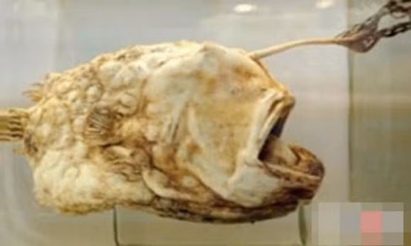  10. Cá bóng đá: Mẫu vật ban đầu, được tìm thấy vào năm 1833 sau khi dạt vào bờ biển ở Greenland, dài 22 inch và vẫn là mẫu vật lớn nhất từng được ghi nhận. Vì những con đực ký sinh chưa bao giờ được tìm thấy ở loài này, các nhà sinh vật học tin rằng chúng được thụ tinh bởi những người bạn tình bơi tự do.