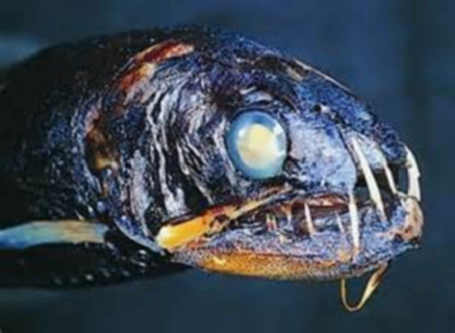  3. Cá răng sứt: Là một trong những sinh vật khủng khiếp nhất dưới đáy biển sâu, cá răng sứt sở hữu những chiếc răng đặc biệt sắc nhọn như những lưỡi câu giúp cá răng sứt có thể bắt được con mồi một cách dễ dàng. Một số cá thể cá răng sứt có thể phát triển chiều dài lên tới 0,6m.