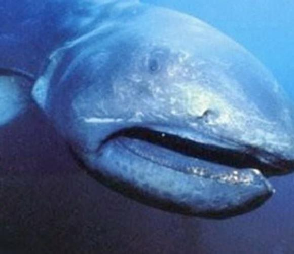  12. Cá mập Megamouth: Một loài cá mập biển sâu cực kỳ hiếm và bất thường, được phát hiện vào năm 1976 với chỉ một số ít mẫu vật được tìm thấy, trong đó có 39 mẫu được bắt hoặc tìm thấy vào năm 2007, miệng của nó mở ra như một bộ lọc sinh vật phù du và các sinh vật khác.