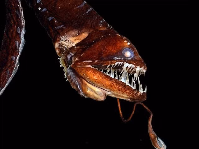  1. Rồng đen Thái Bình Dương: Đây thực sự là một loài thủy quái sống ở đáy đại dương với vẻ ngoài vô cùng đáng sợ. Chúng thường sống ở độ sâu dưới 2.000m, có khả năng phát sáng thể thu hút bạn tình giao phối và dụ các con mồi.